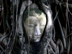 Buddha Head Ayutthaya Buddha Head Ayutthaya