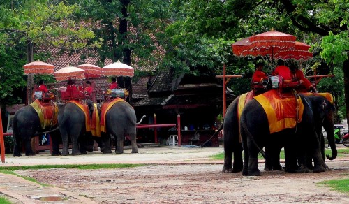 Elephant rides in Ayutthaya Elephant rides in Ayutthaya